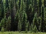 Images of Russian Boreal Forest