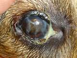 Dry Eye Symptoms In Dogs Images
