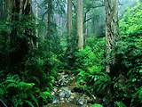Pictures of Tropical Rainforest In The World