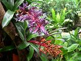 Plants In The Tropical Forest Biome Photos