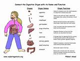 Organs Of The Digestive System Photos