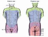Pictures of Zones Of The Spine
