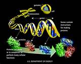 Pictures of Tumor Suppressor Gene Definition
