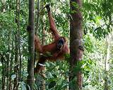 How Do Animals Survive In The Tropical Rainforest Images