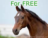 Free Advertising Horses For Sale Pictures