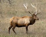 Pictures of Elk In The Rocky Mountains