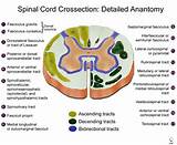 Pictures of The Spinal Cord Main Function