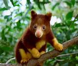 Pictures Of Tropical Rainforest Animals Pictures