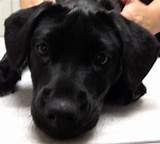 Pictures of Training A Labrador Puppy Videos