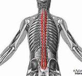 Muscles Attached To The Vertebral Column Include