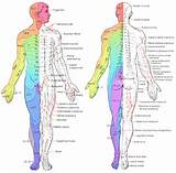 Map Of Spinal Nerves Photos