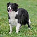 Pictures of Border Collie Ideal Weight