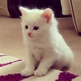 Photos of Good Names For White Cats