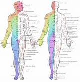 Nerve Map Pictures