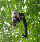 Photos of Tropical Rainforest Monkeys