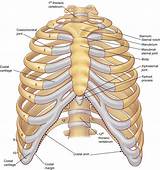 Pictures of Vertebral Column And Thoracic Cage