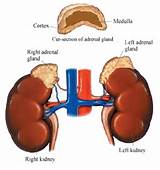 Overactive Adrenal Gland Pictures