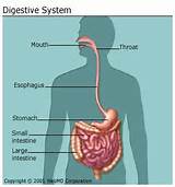 Pictures of Digestive System Organs