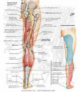 Exercise For Sciatic Nerve Pictures