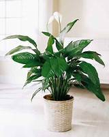 Clean House Plant Leaves Images