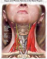 Pictures of Vagus Nerve Yahoo