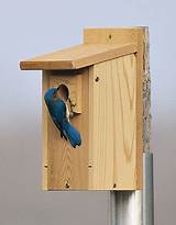 Cleaning Bluebird House Images