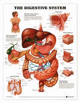 Photos of Human Organ Anatomy