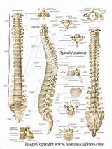 Vertebral Column Anatomy Photos