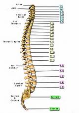 How Many Bones In The Spine