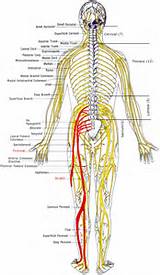 Images of Nerve Entrapment Lower Back