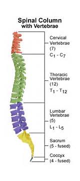 The Spine Vertebrae Number
