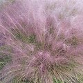 Pink Hair Grass Muhlenbergia Capillaris