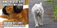 Beat It Cat Meme