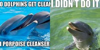 Cute Dolphin Memes Clean