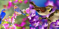 Free Desktop Screensavers Spring Birds