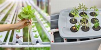 Hydroponics for Home Beginners