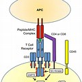 Γδt TCR Structure CD3