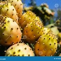 A Fruit That Has Spikes