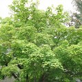 Acer Palmatum Green Leaf