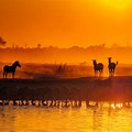 African Watering Hole Wallpaper