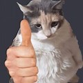 Angry Cat with Thumbs Up Meme