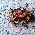 Ant vs Cricket