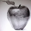 Apple Drawing Pencil Sketch