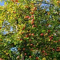 Apple Tree Branches in Autumn