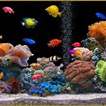 Aquarium Wallpaper for Windows 11