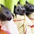 Australian Fruit Bat Baby