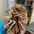 Baby Giant Isopod