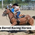 Barrel Racing Horse Trophy