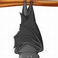 Bat Sleeping Cartoon Clip Art