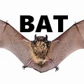 Bat for Kids
